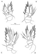 Espce Oncaea neobscura - Planche 2 de figures morphologiques