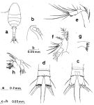 Espce Oithona simplex - Planche 7 de figures morphologiques