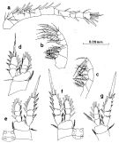 Espce Oithona simplex - Planche 8 de figures morphologiques
