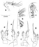 Espce Oithona tenuis - Planche 3 de figures morphologiques