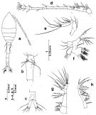Espce Oithona vivida - Planche 1 de figures morphologiques