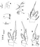 Espce Oithona vivida - Planche 2 de figures morphologiques
