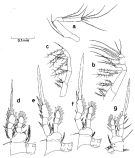 Species Oithona sp. - Plate 2 of morphological figures
