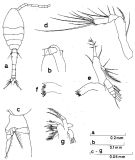 Species Oithona pacifica - Plate 7 of morphological figures