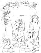 Espce Oithona pacifica - Planche 8 de figures morphologiques