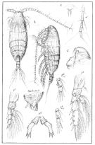 Espce Xanthocalanus minor - Planche 1 de figures morphologiques