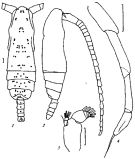 Espce Subeucalanus mucronatus - Planche 4 de figures morphologiques