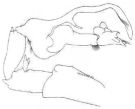 Espce Cosmocalanus caroli - Planche 2 de figures morphologiques