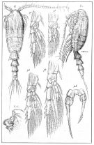 Espce Parastephos pallidus - Planche 1 de figures morphologiques