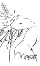 Espce Temora stylifera - Planche 4 de figures morphologiques