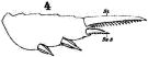Espce Temora stylifera - Planche 10 de figures morphologiques