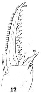 Espce Temora stylifera - Planche 14 de figures morphologiques