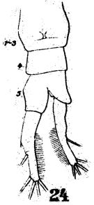 Espce Temora discaudata - Planche 8 de figures morphologiques