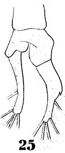 Espce Temora discaudata - Planche 10 de figures morphologiques