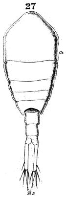 Espce Temora turbinata - Planche 6 de figures morphologiques