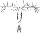 Espce Acartia (Acartiura) clausi - Planche 11 de figures morphologiques