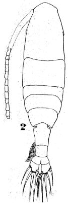 Espce Acartia (Acartiura) discaudata - Planche 4 de figures morphologiques