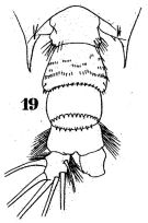 Espce Acartia (Odontacartia) lilljeborgi - Planche 2 de figures morphologiques