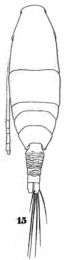 Espce Acartia (Acanthacartia) bifilosa - Planche 3 de figures morphologiques