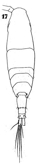 Espce Acartia (Acartiura) longiremis - Planche 3 de figures morphologiques