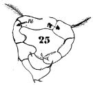 Espce Acartia (Acartiura) longiremis - Planche 2 de figures morphologiques