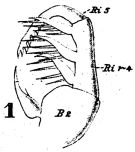 Espce Acartia (Acartia) danae - Planche 5 de figures morphologiques