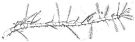 Espce Acartia (Acartiura) clausi - Planche 15 de figures morphologiques