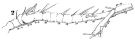 Espce Acartia (Acartiura) clausi - Planche 21 de figures morphologiques