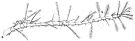 Espce Acartia (Acartiura) clausi - Planche 22 de figures morphologiques