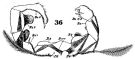 Espce Acartia (Acartiura) clausi - Planche 24 de figures morphologiques