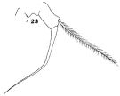 Espce Acartia (Acartiura) longiremis - Planche 4 de figures morphologiques