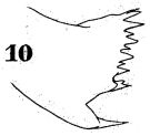 Espce Paracartia latisetosa - Planche 5 de figures morphologiques