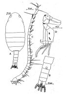 Espce Stephos marsalensis - Planche 2 de figures morphologiques