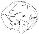 Espce Paracartia latisetosa - Planche 4 de figures morphologiques