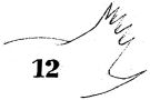 Espce Acartia (Acartia) negligens - Planche 7 de figures morphologiques