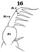 Espce Acartia (Odontacartia) spinicauda - Planche 2 de figures morphologiques