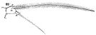 Espce Acartia (Odontacartia) spinicauda - Planche 3 de figures morphologiques