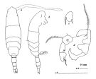 Espce Acartia (Acartiura) ensifera - Planche 2 de figures morphologiques