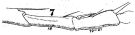 Espce Acartia (Acanthacartia) tonsa - Planche 12 de figures morphologiques