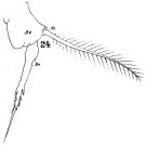 Espce Acartia (Acanthacartia) tonsa - Planche 13 de figures morphologiques