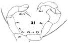 Espce Acartia (Odontacartia) centrura - Planche 2 de figures morphologiques