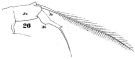 Espce Acartia (Odontacartia) centrura - Planche 3 de figures morphologiques