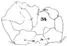 Espce Acartia (Acanthacartia) tonsa - Planche 14 de figures morphologiques