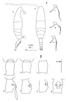 Espce Acartia (Acartiura) ensifera - Planche 1 de figures morphologiques