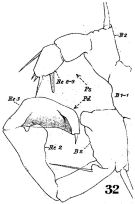 Espce Acartia (Odontacartia) erythraea - Planche 5 de figures morphologiques