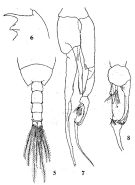 Species Euchaeta longicornis - Plate 3 of morphological figures