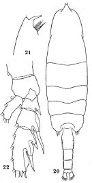 Espce Euchaeta tenuis - Planche 4 de figures morphologiques