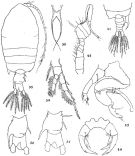 Espce Pontellopsis inflatodigitata - Planche 1 de figures morphologiques