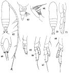 Espce Calocalanus monospinus - Planche 1 de figures morphologiques