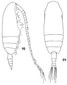 Species Ctenocalanus vanus - Plate 3 of morphological figures